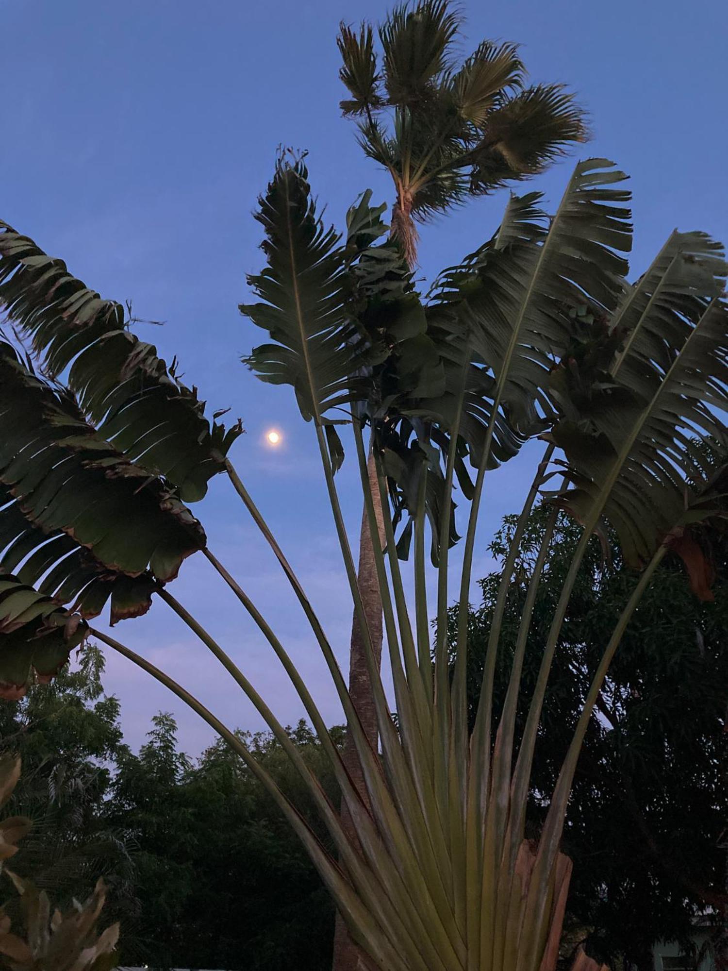 Woodstock Palmresort Curacao Willemstad Dış mekan fotoğraf